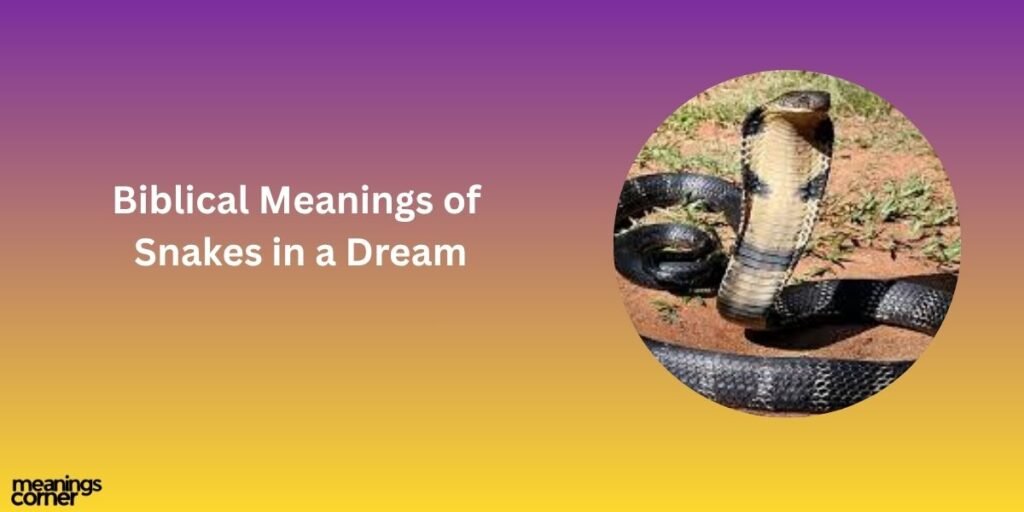 Biblical Meanings of Snakes in a Dream
