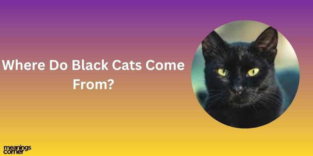 Where Do Black Cats Come From?