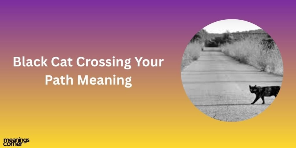 Black Cat Crossing Your Path Meaning