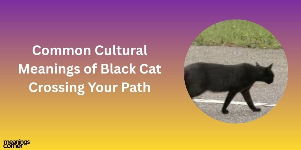 Common Cultural Meanings of Black Cat Crossing Your Path