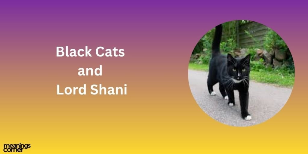 Black Cats and Lord Shani