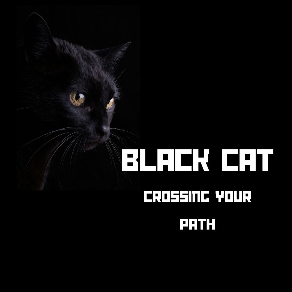 Black Cat Crossing Your Path