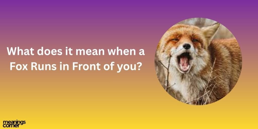 What does it mean when a Fox Runs in Front of you?