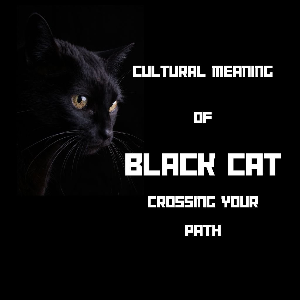cultural meaning of black cat crossing your path