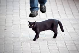 Black Cat Crossing Your Path Meaning: