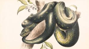 What Is the Biblical Meaning of Snakes in a Dream?