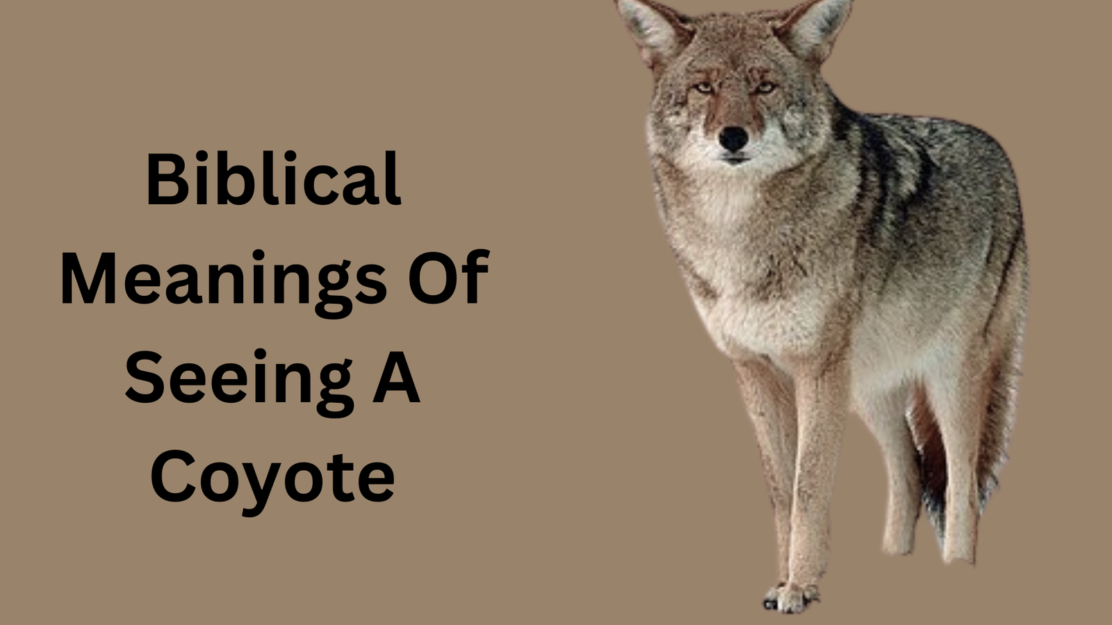 Biblical Meaning of seeing a Coyote