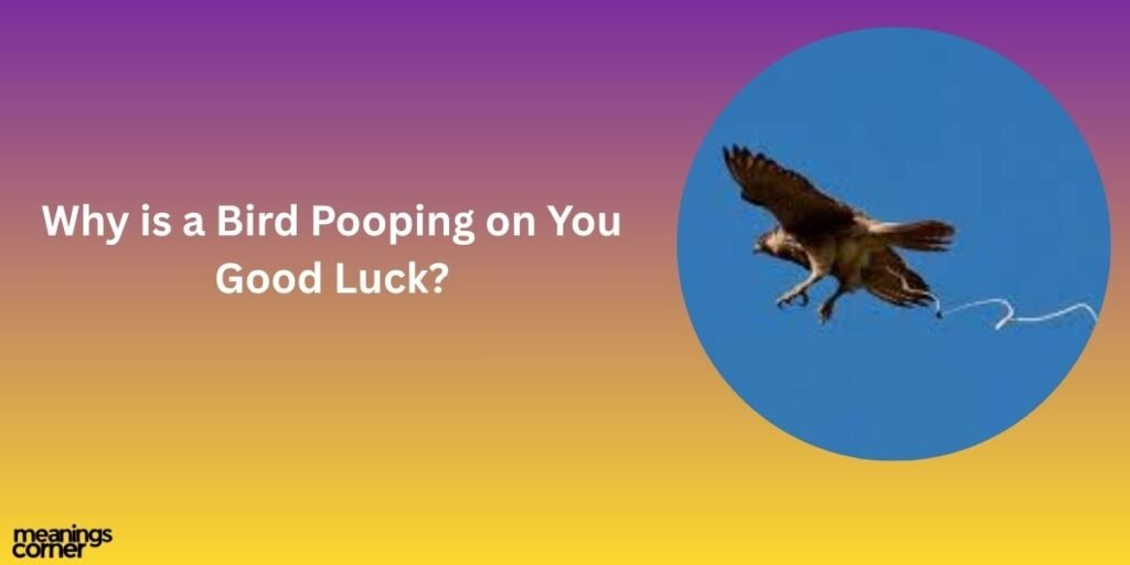 Why is a Bird Pooping on You Good Luck?