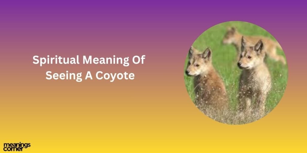 Spiritual Meaning Of Seeing A Coyote