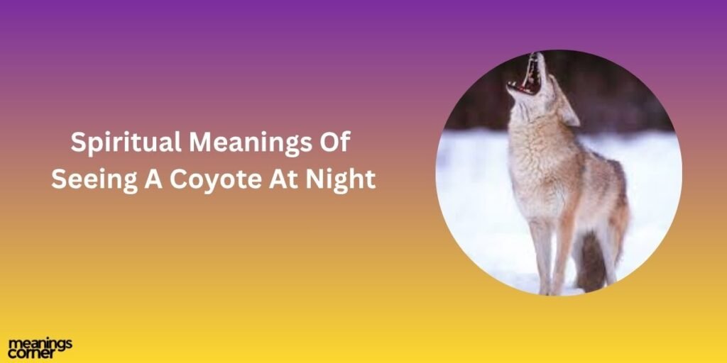 Spiritual Meanings Of Seeing A Coyote At Night