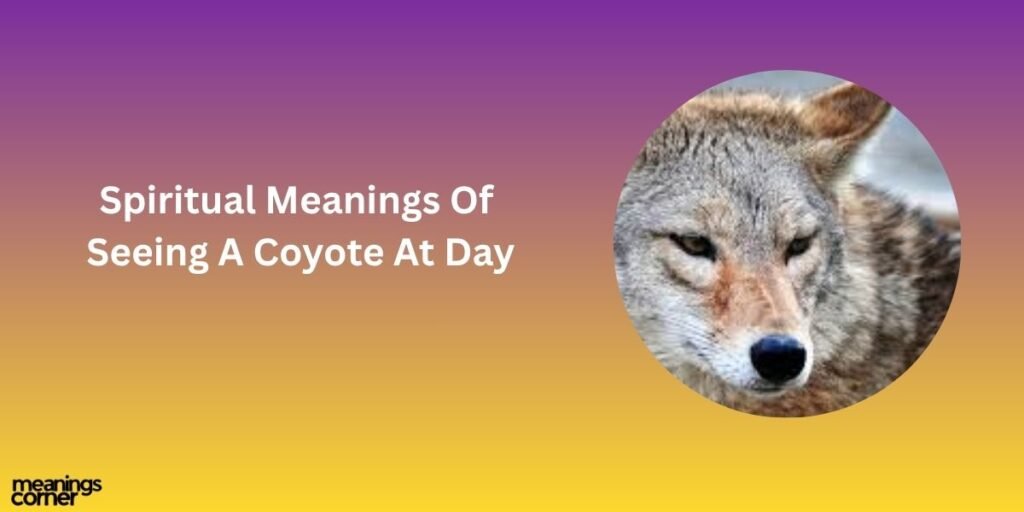 Spiritual Meanings Of Seeing A Coyote At Day