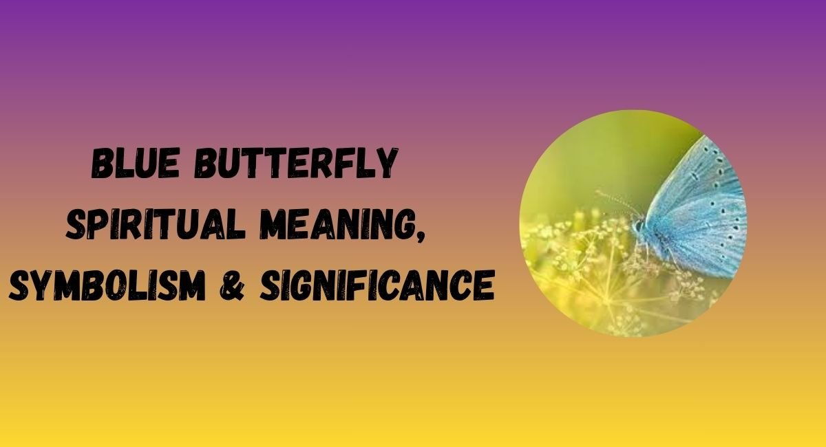 Blue Butterfly Spiritual Meaning, Symbolism & Significance