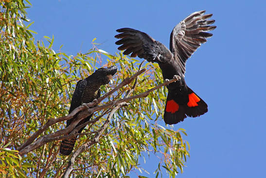 Birds as Divine Messengers: Bird Poop on You 