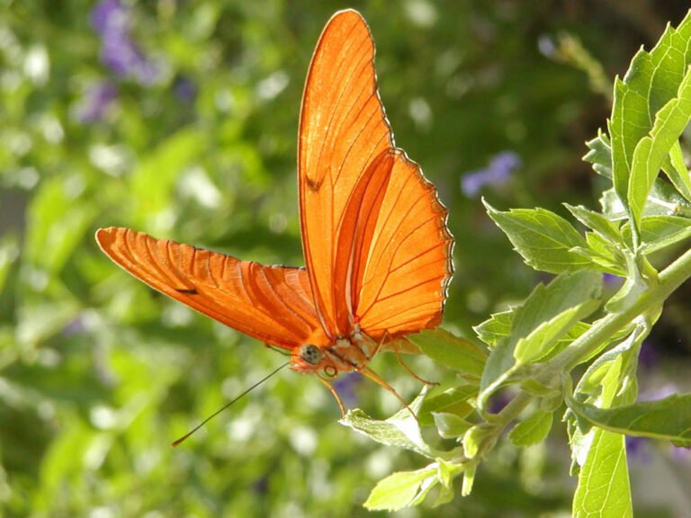 seeing an orange butterfly
