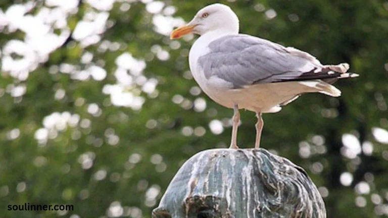Bird Poop on You Spiritual Meaning and Symbolism