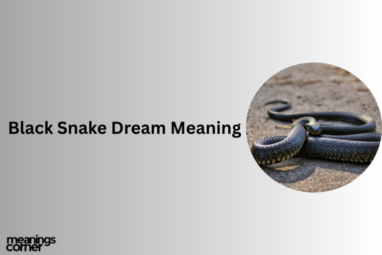 Black Snake Dream Meaning: Guilt, Fear or Warning?