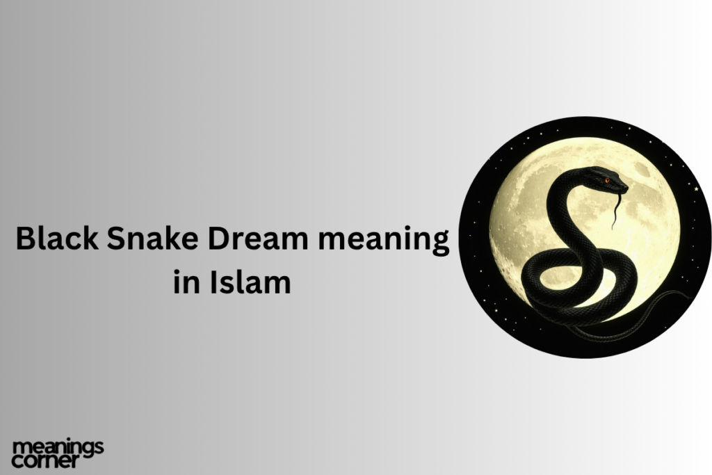 Black Snake Dream Meaning: Guilt, Fear or Warning?