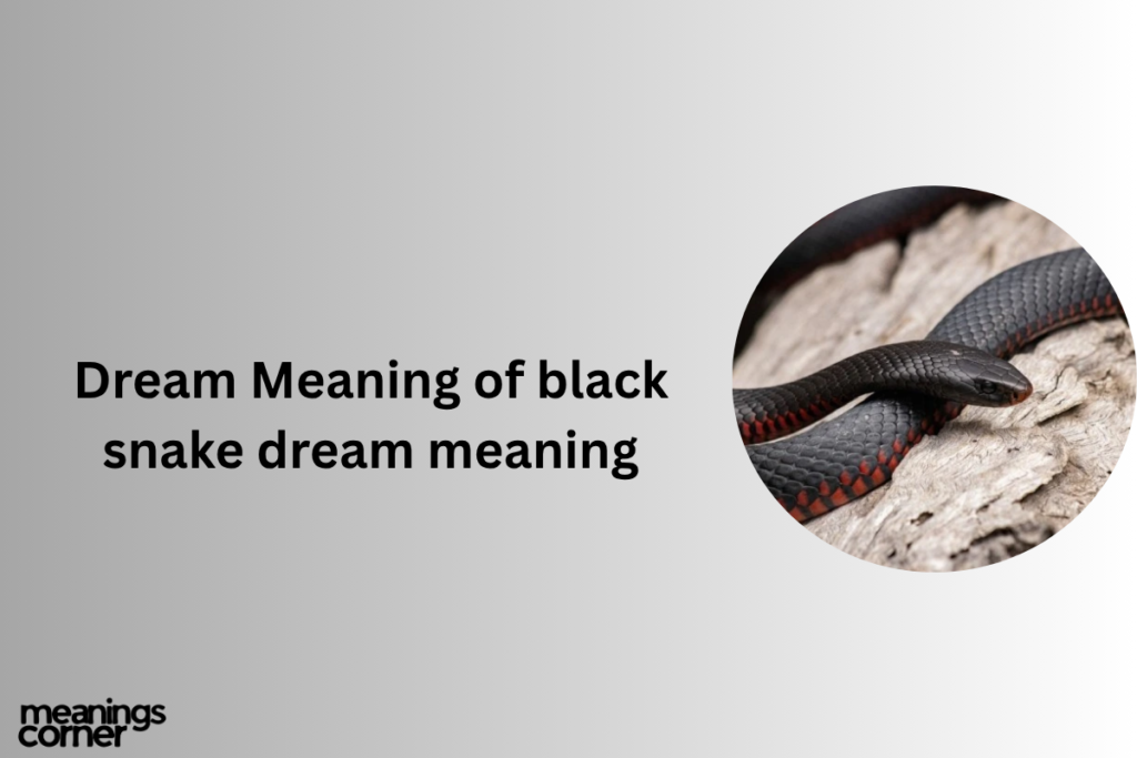 Black Snake Dream Meaning: Guilt, Fear or Warning?
