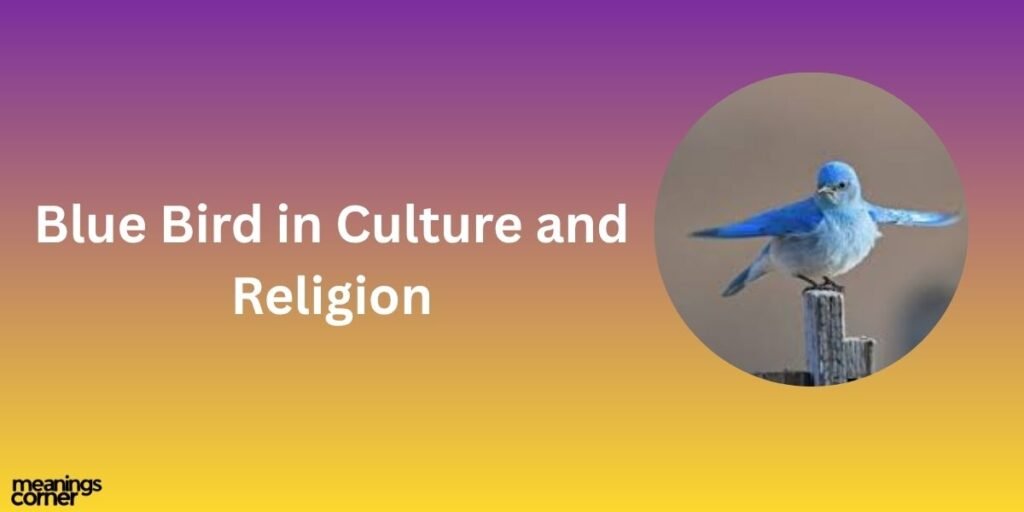 Blue Bird in Culture and Religion