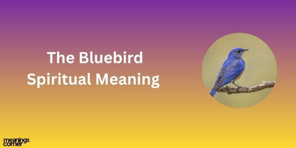 The Bluebird Spiritual Meaning 