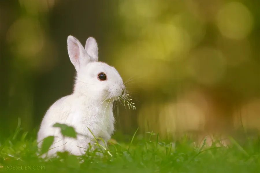 Rabbit Dream Meaning