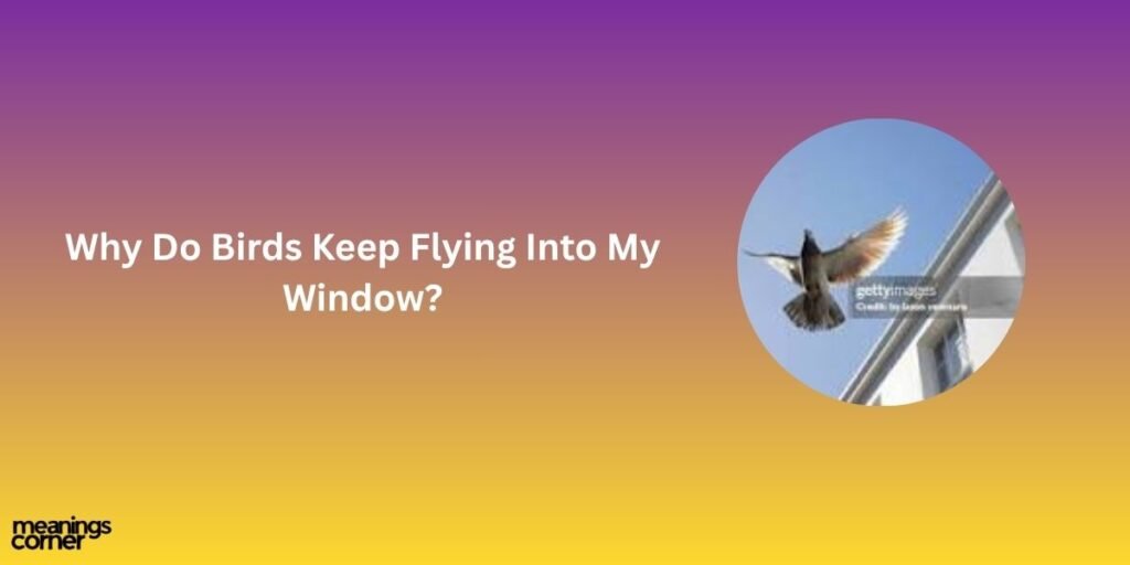 Why Do Birds Keep Flying Into My Window?