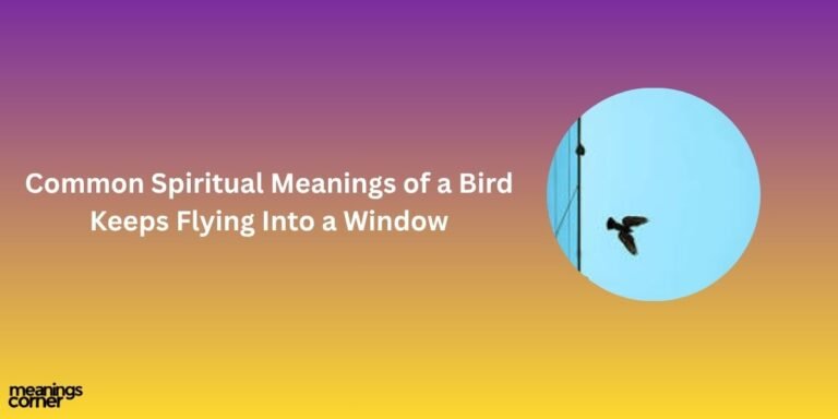 Bird Keeps Flying Into a Window