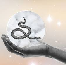The End of a Toxic Cycle: Dead Snake on Your Porch