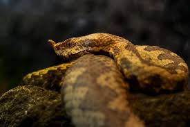A Warning of Missed Opportunities: Dead Snake on Your Porch
