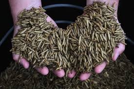 seeing maggots in a dream